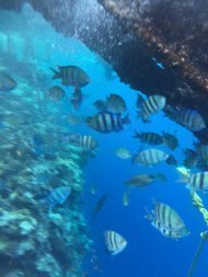 Діамантові канікули команди Коронованих Майстрів Володимира та Анни Моргун, Єгипет 2019